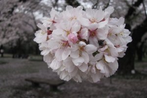 Соцветия сакуры