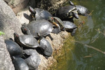 Черепахи в водоёме храма
