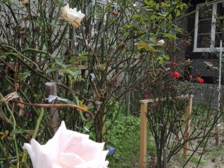 Many different flowers, including roses, in the garden