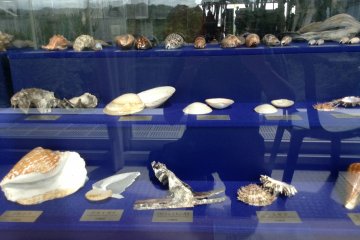 <p>เปลือกหอยโบราณ รอบๆมีสิ่งมีชีวิตทางทะเลอีกมากมายจัดแสดงไว้ด้วย ทั้งที่มีชีวิตและเป็นซากดึกดำบรรพ์ครับ</p>