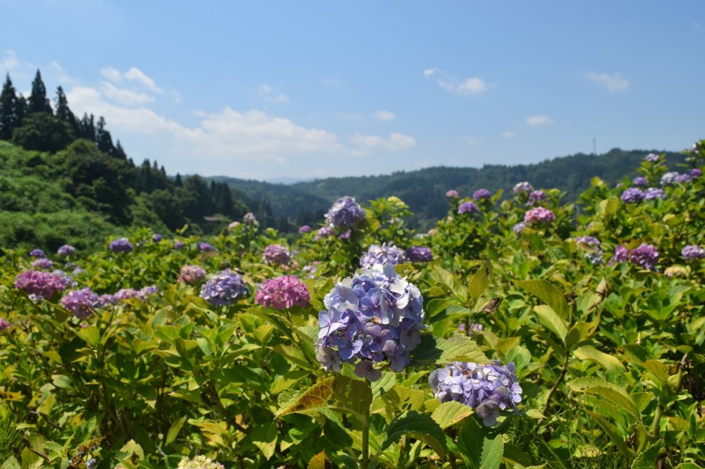 Ajisai, or hydrangeas, come in various colors depending on the pH levels of the soil
