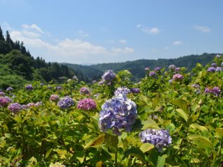 Ajisai, or hydrangeas, come in various colors depending on the pH levels of the soil