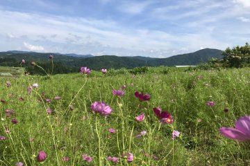 Rolling hills and beautiful blooms