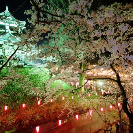 Festival Sakura di Kastil Takada 