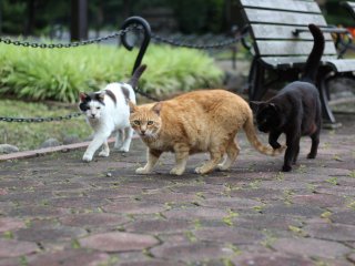 Nhìn kìa! Đó là một gia đình mèo sống trong công viên Hibiya.