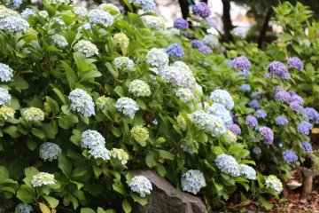 <p>ดอกไฮเดรนเยียร์บานสะพรั่งในช่วงฤดูฝน</p>