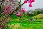 Сезон цветения сакуры в префектуре Канагава