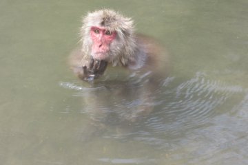 Мокрая обезьянка