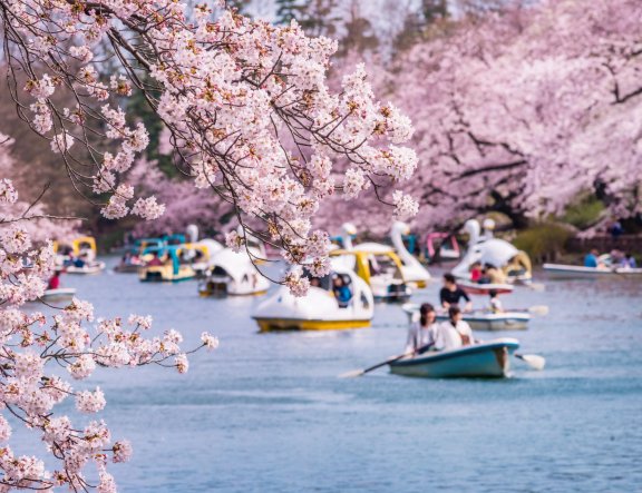 20 Tempat Sakura Terbaik di Jepang