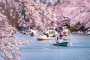 20 Tempat Sakura Terbaik di Jepang