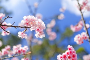 Yaese cherry blossom