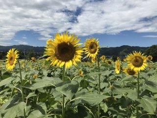 Sunny sunflowers 
