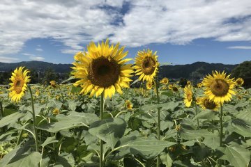Sunny sunflowers 