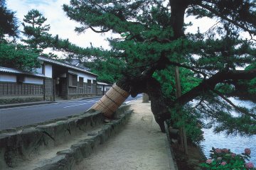 Massive pine trees hang over the moat from Shiomi Nawate