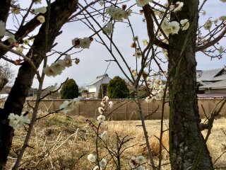 Pohon yang mulai berbunga di jalan menuju kuil Shinkoji
