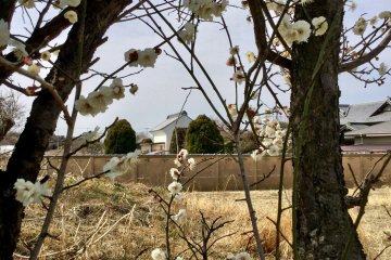 The flowering trees on the approach to Shinkoji