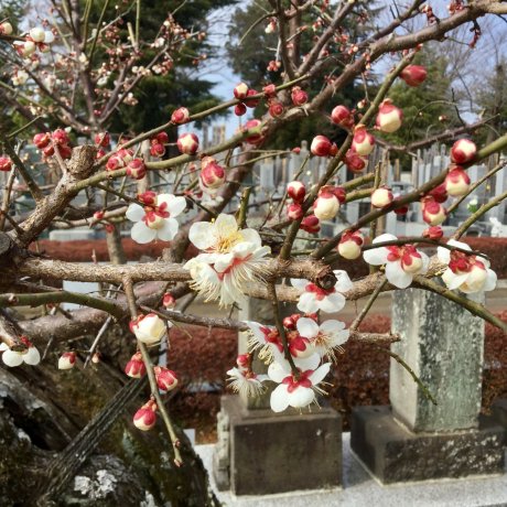 Pohon Plum Tangguh di Kuil Shinkoji