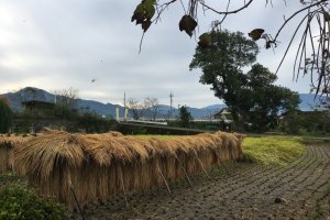 View from the house of rice drying in the fields