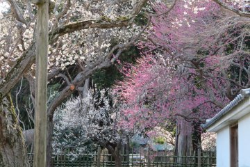 Plum trees at Kodokan