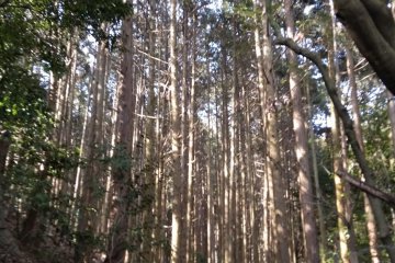 In the woods, Saikyoji Temple, Otsu