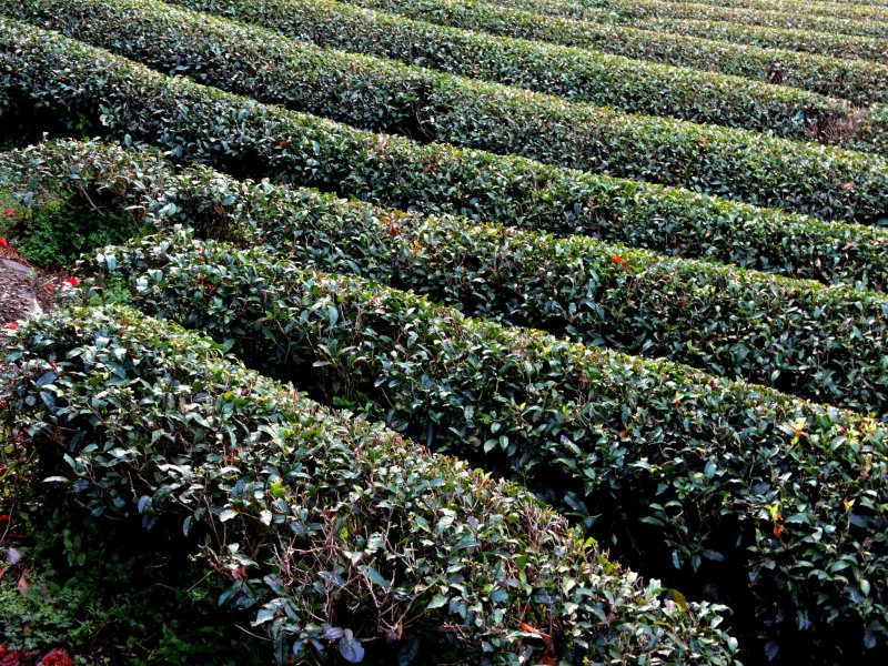 Neat rows of green tea bushes