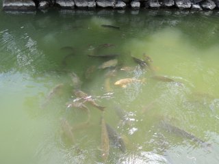 Many koi gather in the moat
