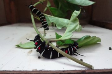 The garden also takes you through the lifecycle of these insects, from caterpillar to chrysalis to full adult butterfly