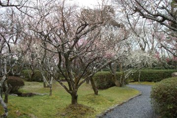 Plum blossoms on Ishiyama-dera grounds