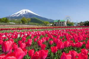 Se passar por Mishima no início do Abril, faça um desvio para o Grinpa Park e aproveite o festival das túlipas e as vistas do Monte Fuji