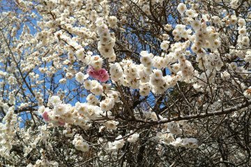 A multi coloured cherry blossom