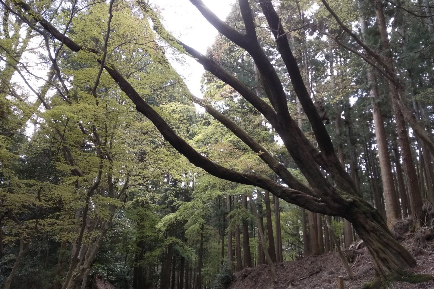 Kasuga Primeval Forest