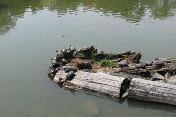 Черепахи в Наре