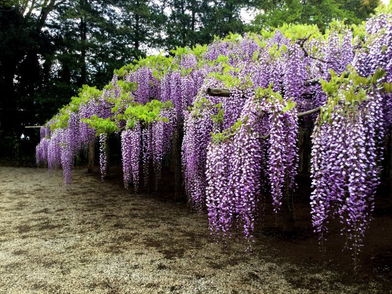 This variety of wisteria can have trailing blooms over two meters long