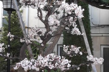 Cherry-blossoms in the grounds