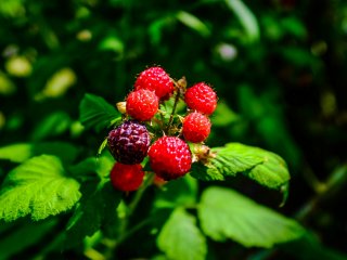 The berries used for sweet dishes are grown in the garden!