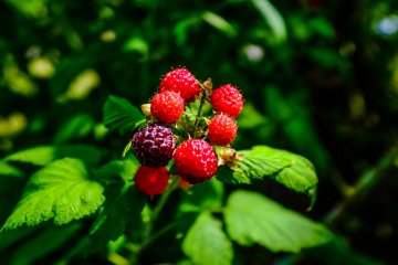 The berries used for sweet dishes are grown in the garden!