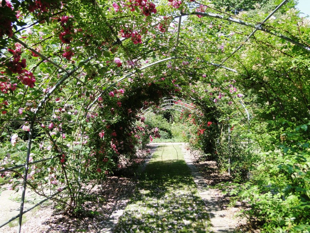 Un tunnel de roses
