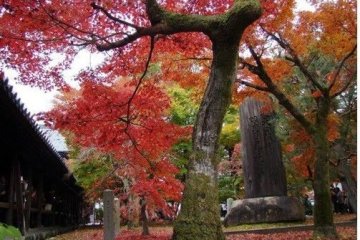 红叶与木碑