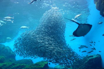 A shoal of sardines is a spectacular sight!