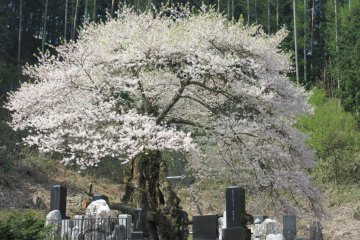 Beautiful sakura trees grow among graves