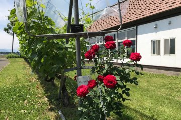 Roses and Grape bushes right outside the restaurant window