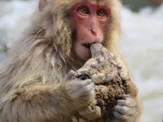 Baby monkey checks if it's edible or not