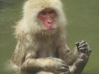 One more relaxing monkey