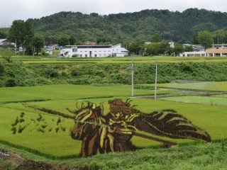 Incredible rice field art we saw along the way