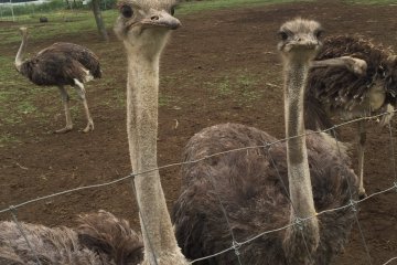 There are over 1000 ostriches at the farm - here are just a few saying hello!