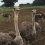 Ishioka Farm Ostrich Kingdom