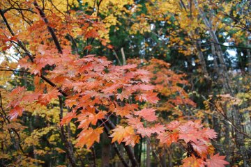 Beautiful autumnal hues