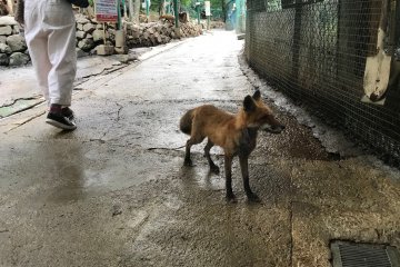 This little fox sauntered up immediately after I entered the main paddock