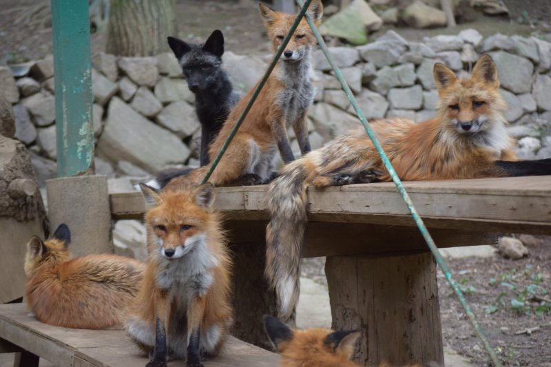 The foxes spot a handler carrying their morning snack