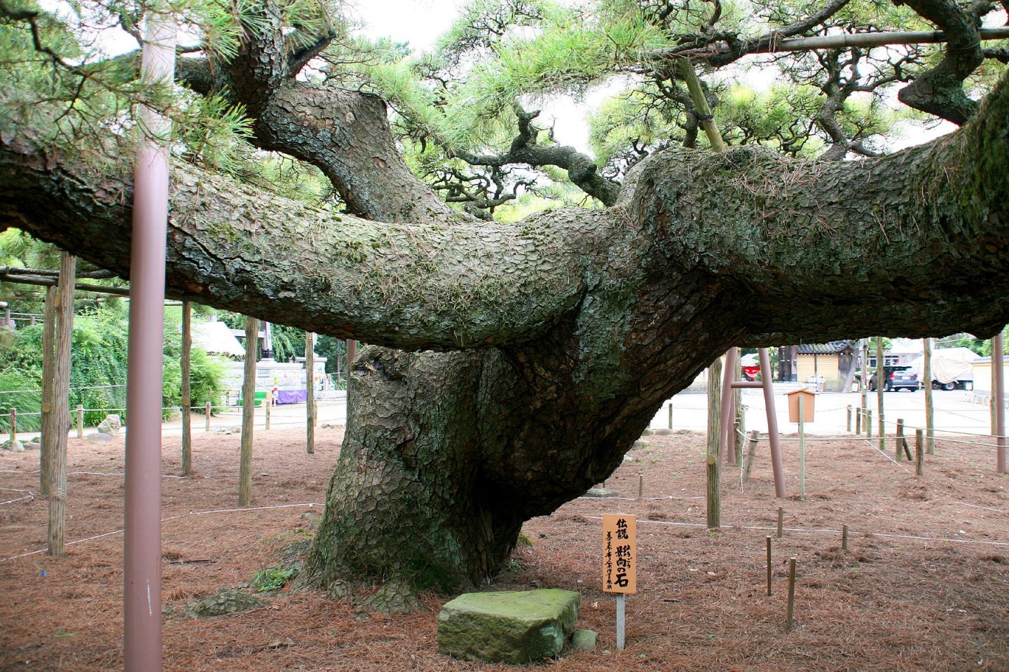 Japan\'s widest pine tree with branches extending 30 metres...